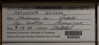 Physarum nutans image